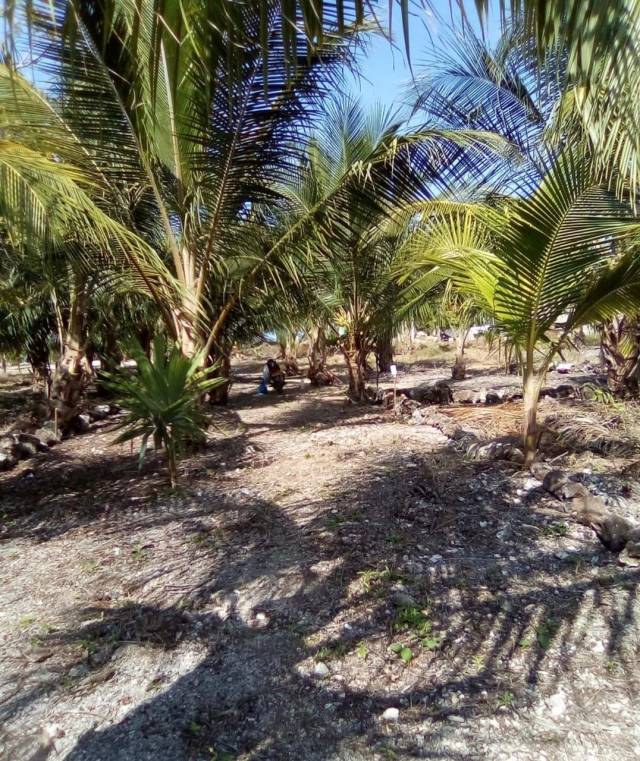 Venta de Lotes frente al mar en Cispatá, San Antero Córdoba