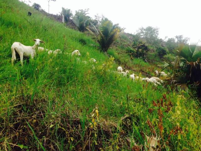 Finca agroganadera de 105 hectareas y Lotes