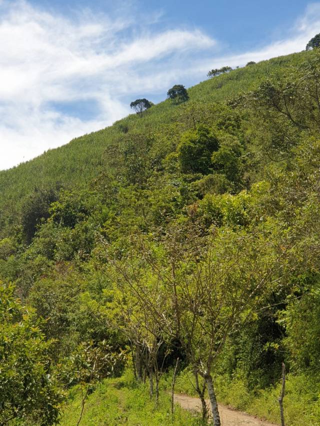 Finca urbana en Frontino, Antioquia Corregimiento Nutibara