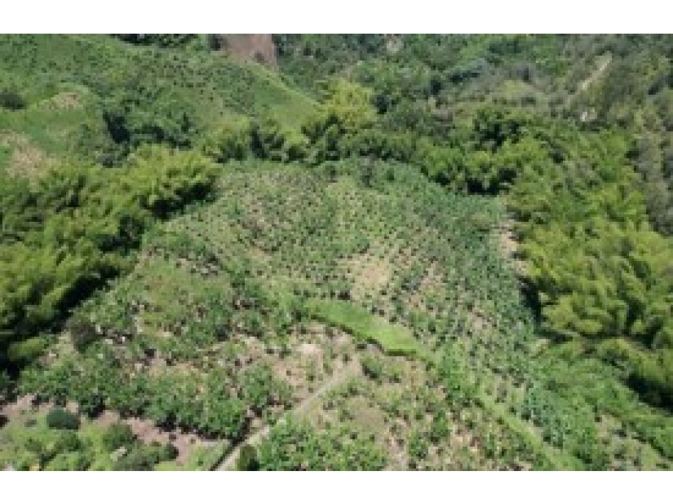 Venta Finca La Plata Palestina, Cod 5704605