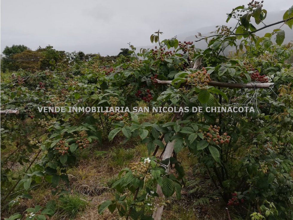 VENDO GRANJA EN CHINACOTA