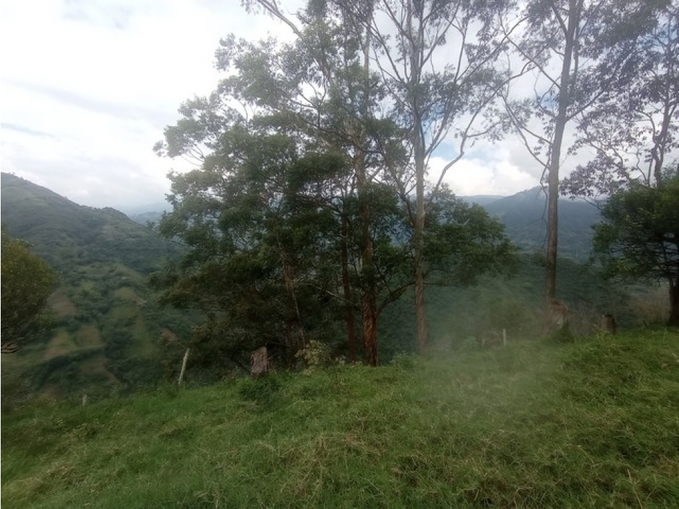 VENDO FINCA CON GRAN POTENCIAL PRODUCTIVO DE 42 CUADRAS EN VENECIA