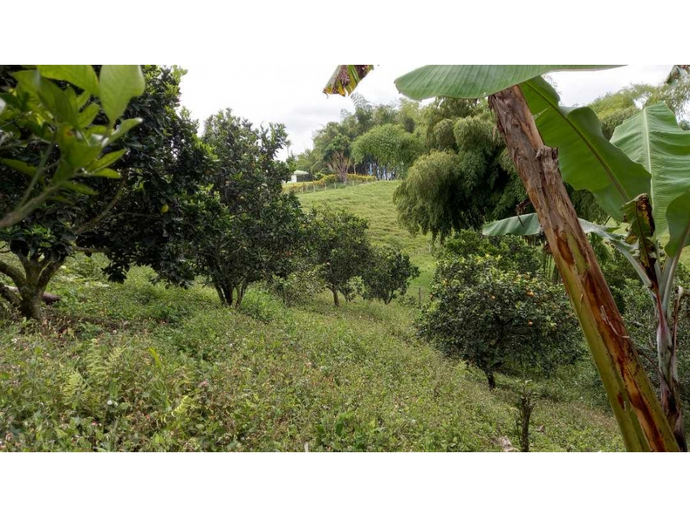 Finca de 5 cuadras en pasto y frutales 6 km de Filandia