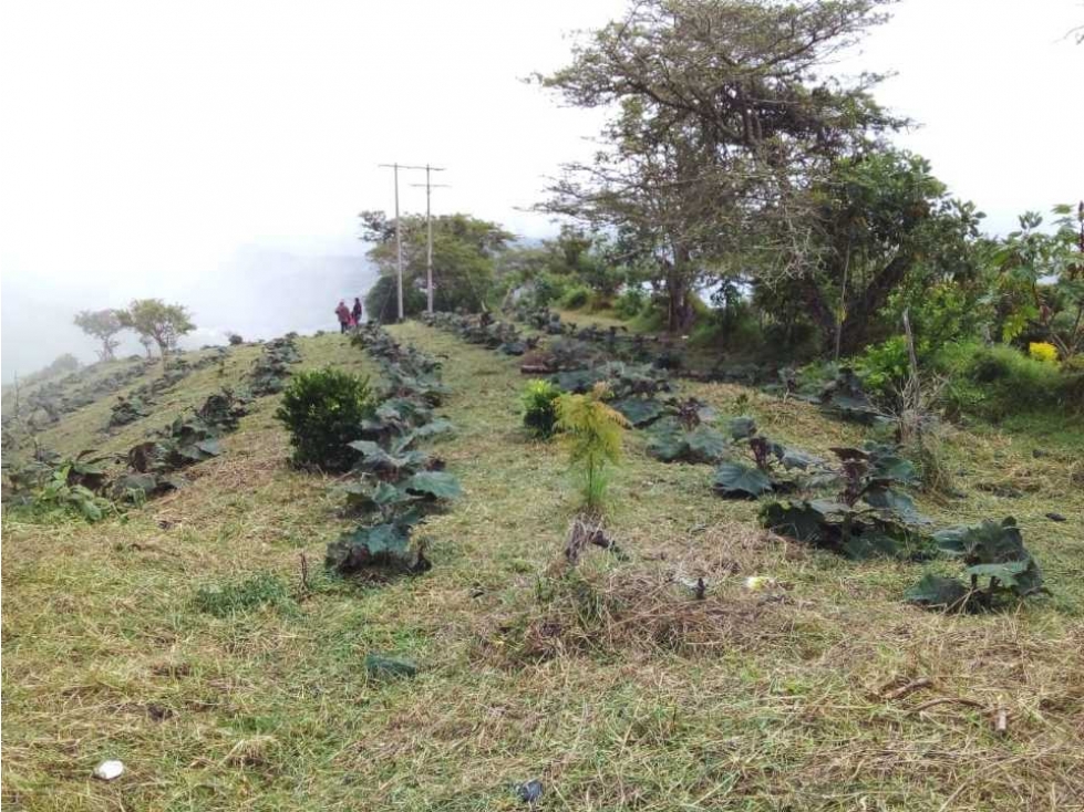 VENDO  LOTE CON CULTIVOS VEREDA SAN ISIDRO ( ROLDANILLO) T.P