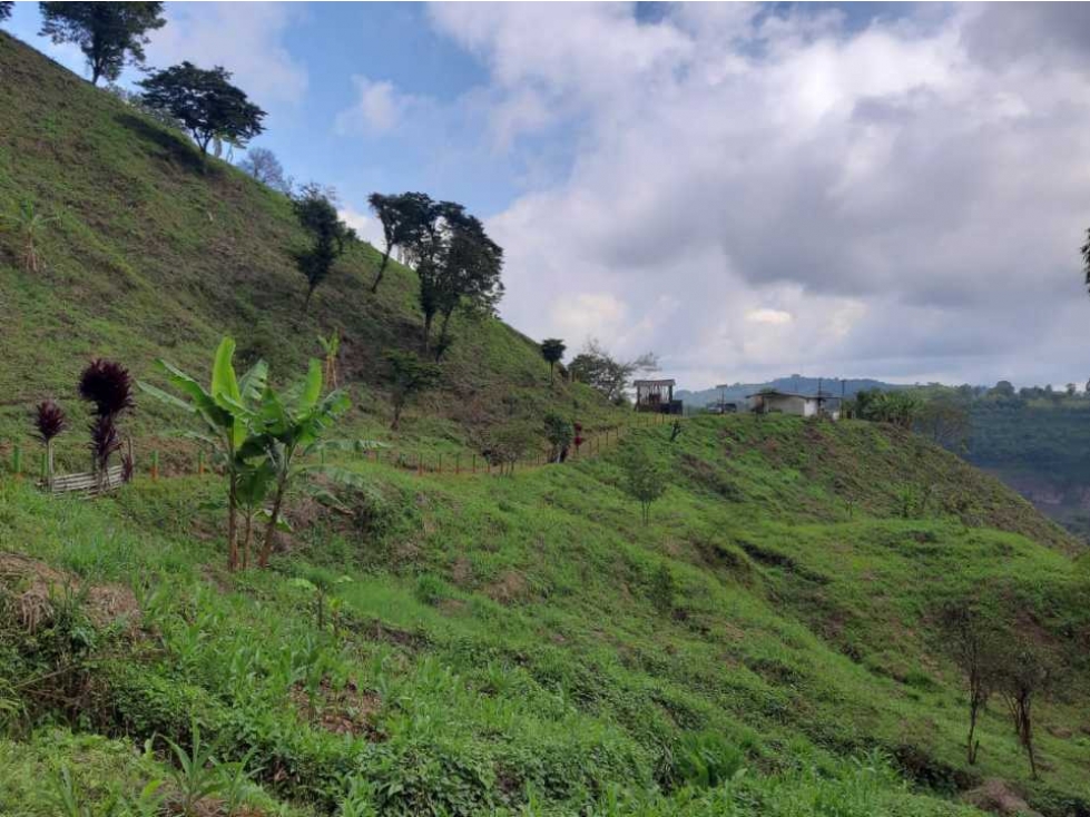 Finca en pasto para la venta de 35 cuadras en Filandia