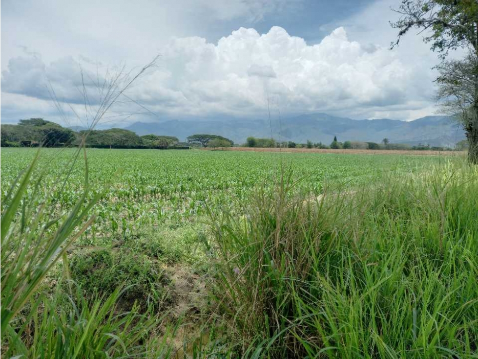 Finca ubicada a 5 minutos de Roldanillo y de Zarzal tipografía plana