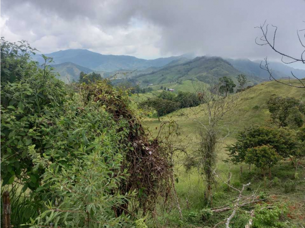 Finca ganadera a 20 minutos de Roldanillo excelente topografia.