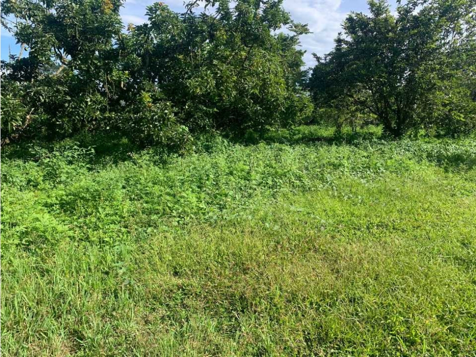 SE VENDE Finca cultivada en aguacate  plana - la tebaida, Quindío.
