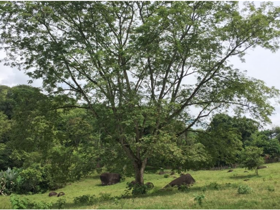 VENTA DE LOTE EN UNIDAD CERRADA EN CAMINOS DE CARTAMA EN EL SUROESTE