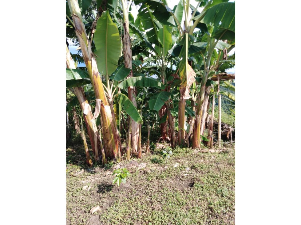 CASA LOTE VÍA AL CORREGIMIENTO EL CAIMO