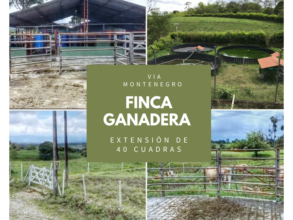 FINCA GANADERA MONTENEGRO QUINDIO 4805