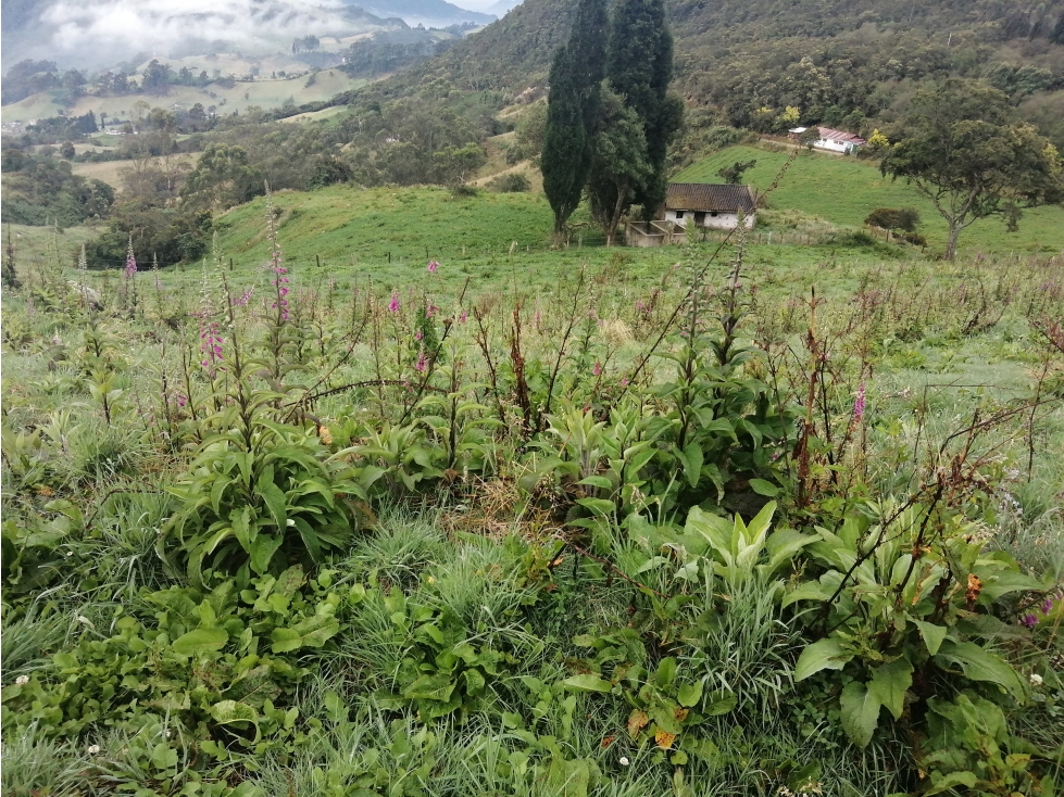 SE VENDE FINCA DE PRODUCCIÓN ALTO DEL AGUILA