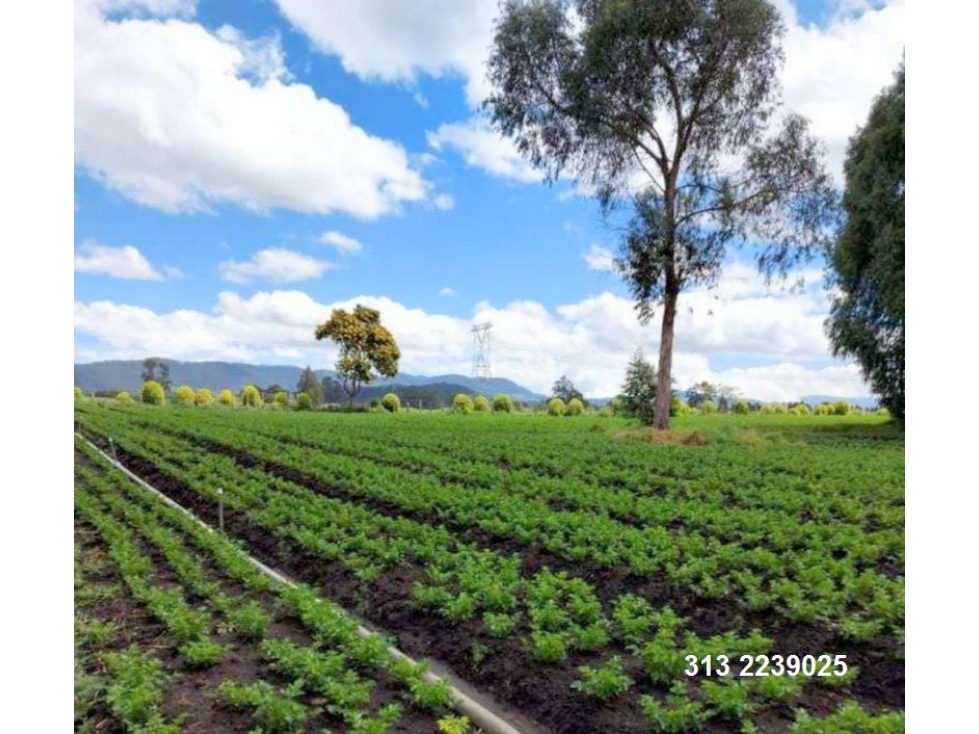 VENDO FINCA PARA FLORA EN MADRID ?CUNDINAMARCA (RE F/13)