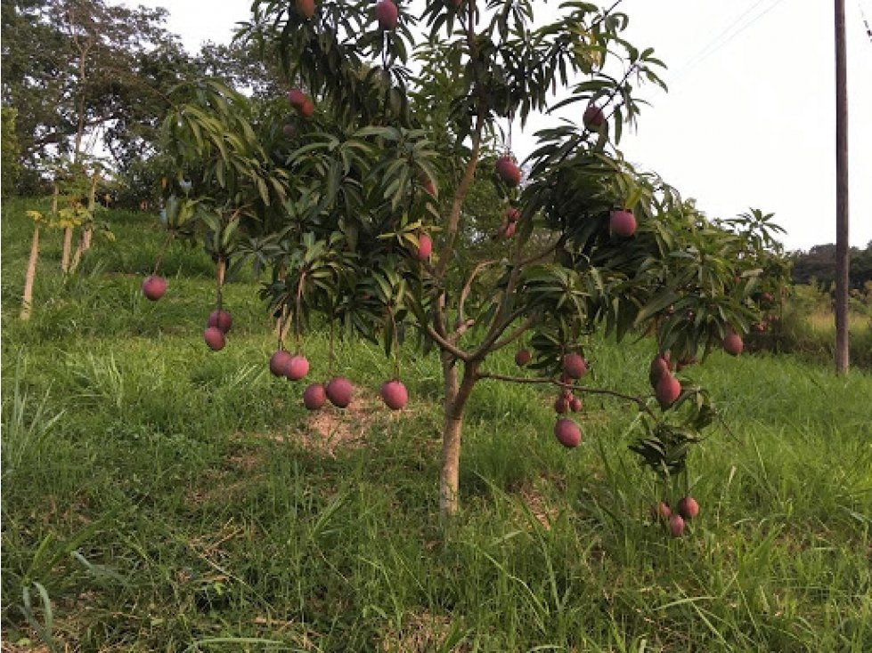 Maat Vende lote en vereda Quebrada negra, Villeta