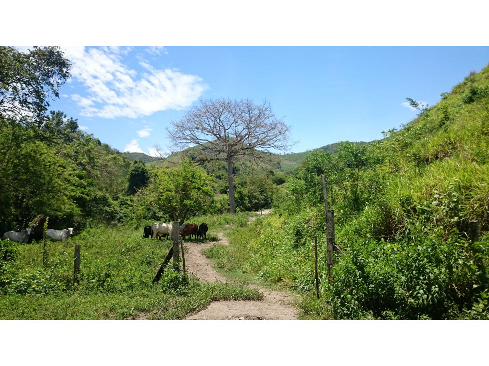 Vendo en Utica Finca Ganadera Y Productiva