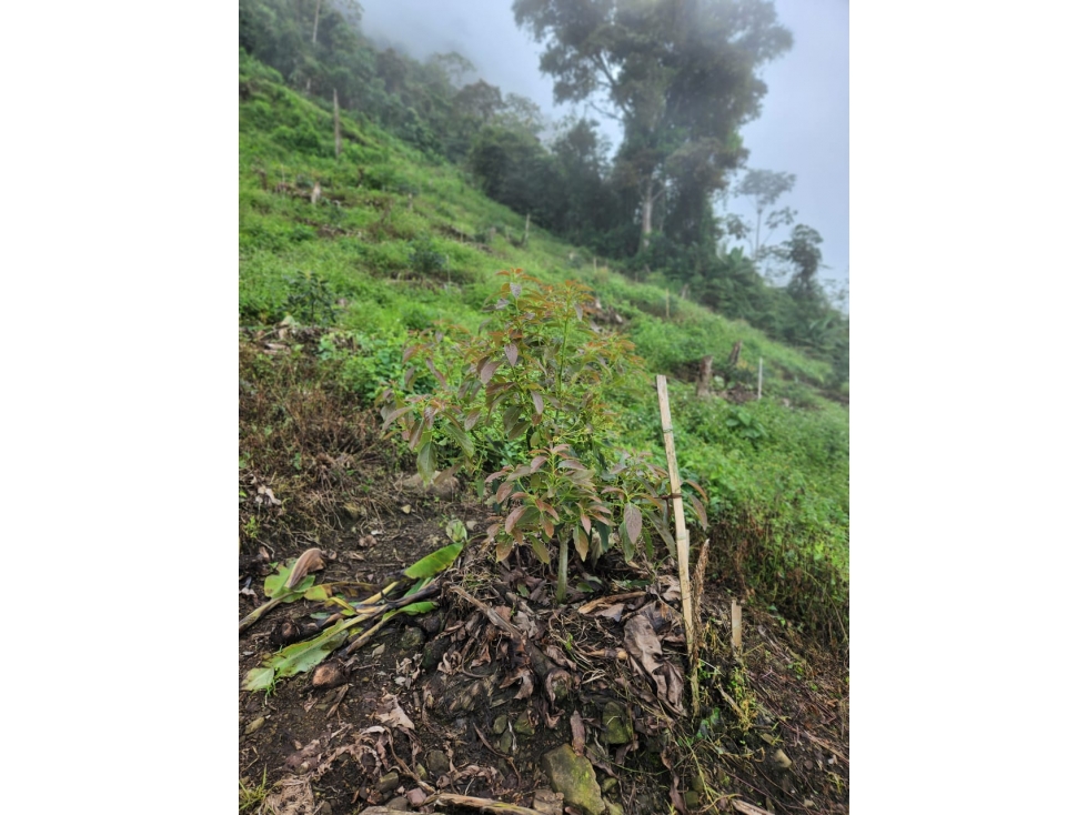 FINCA en VENTA en Caicedonia Valle del Cauca