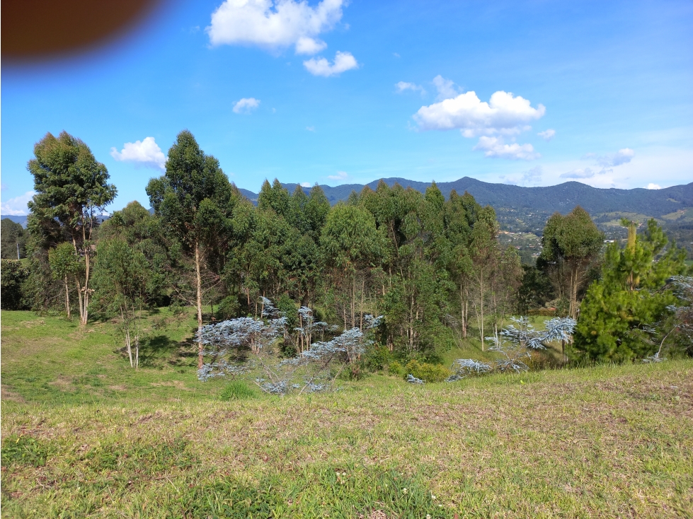 LOTE EN LA CEJA