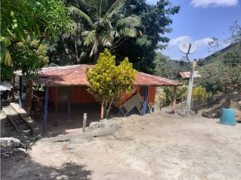 Venta Finca Vereda San Ignacio Maceo Antioquia