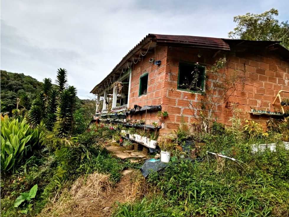 VENTA DE FINCA PRODUCTORA 3 HECTÁREAS EN SAN ROQUE ANTIOQUIA