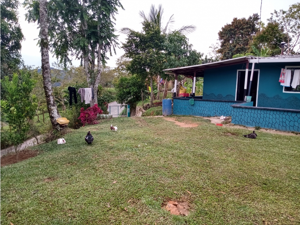 VENTA DE LINDA CASA FINCA EN SAN ROQUE ANTIOQUIA