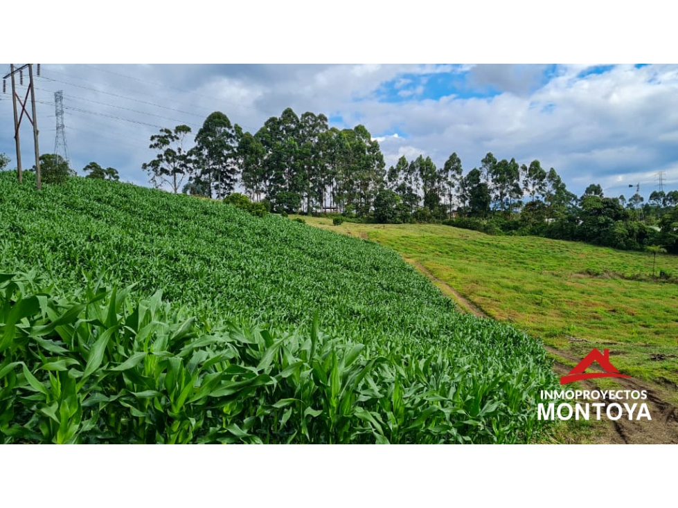 Finca productiva de 24 cuadras en v. La Bella, Pereira