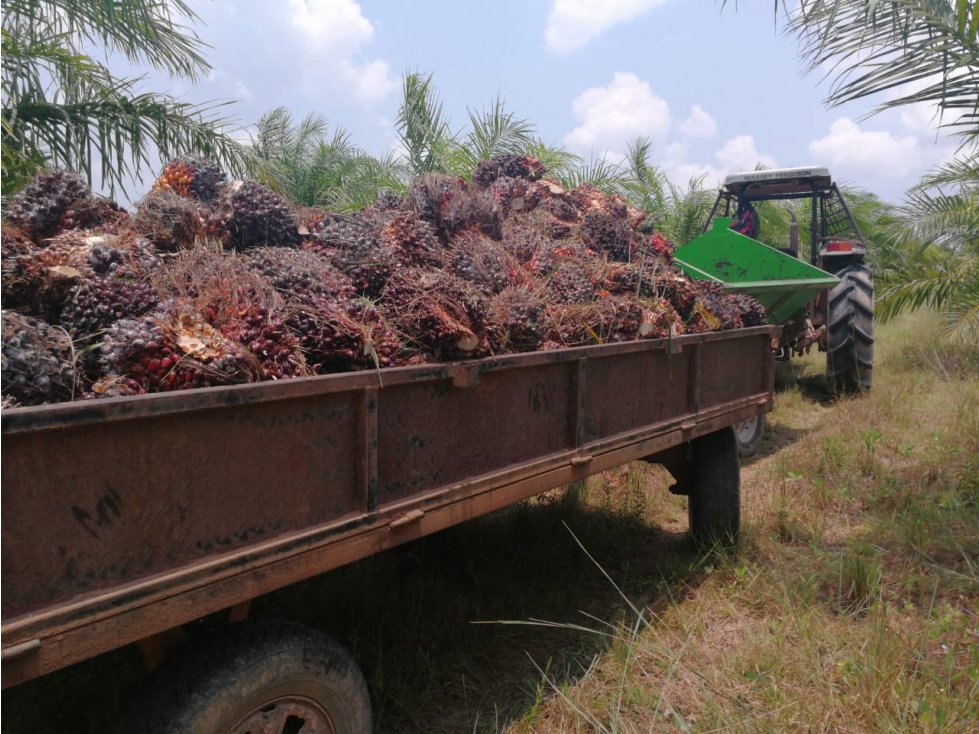 FINCA PALMERA ADELANTE DE LA CRISTALINA EN PUERTO GAITAN-META