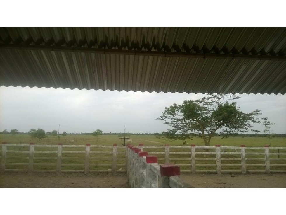 FINCA GANADERA DE 480 HECTAREAS SECTOR TACUYA EN TAURAMENA- CASANARE