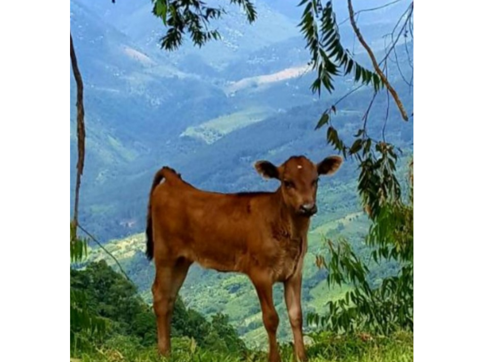 Se vende Finca Génova Quindío