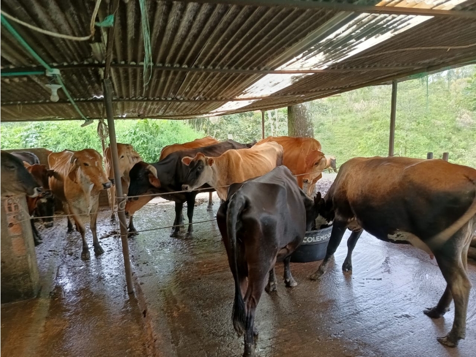 Se vende Finca Ganadera Quimbaya Quindío