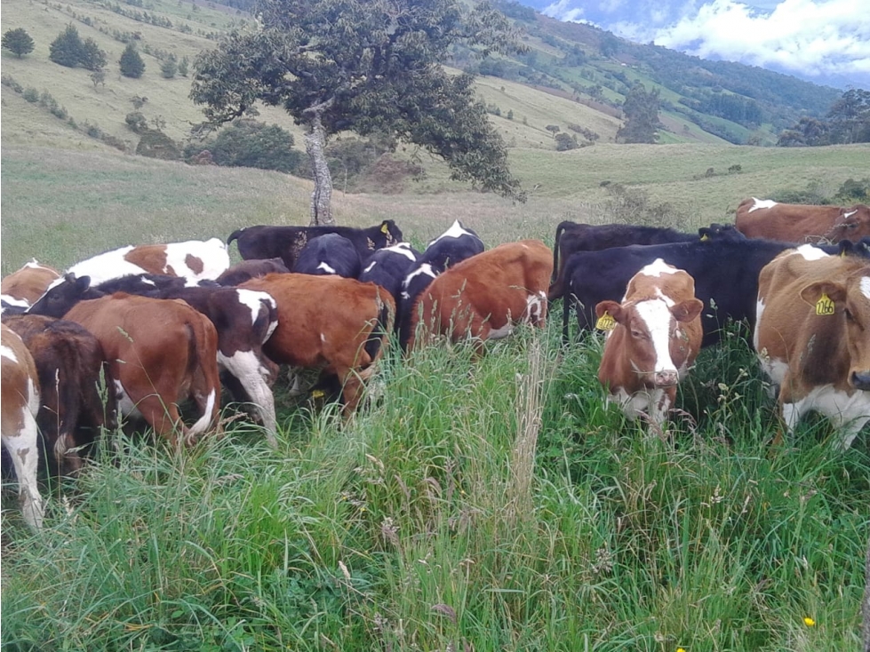 Se vende Finca Tuluá Valle del Cauca