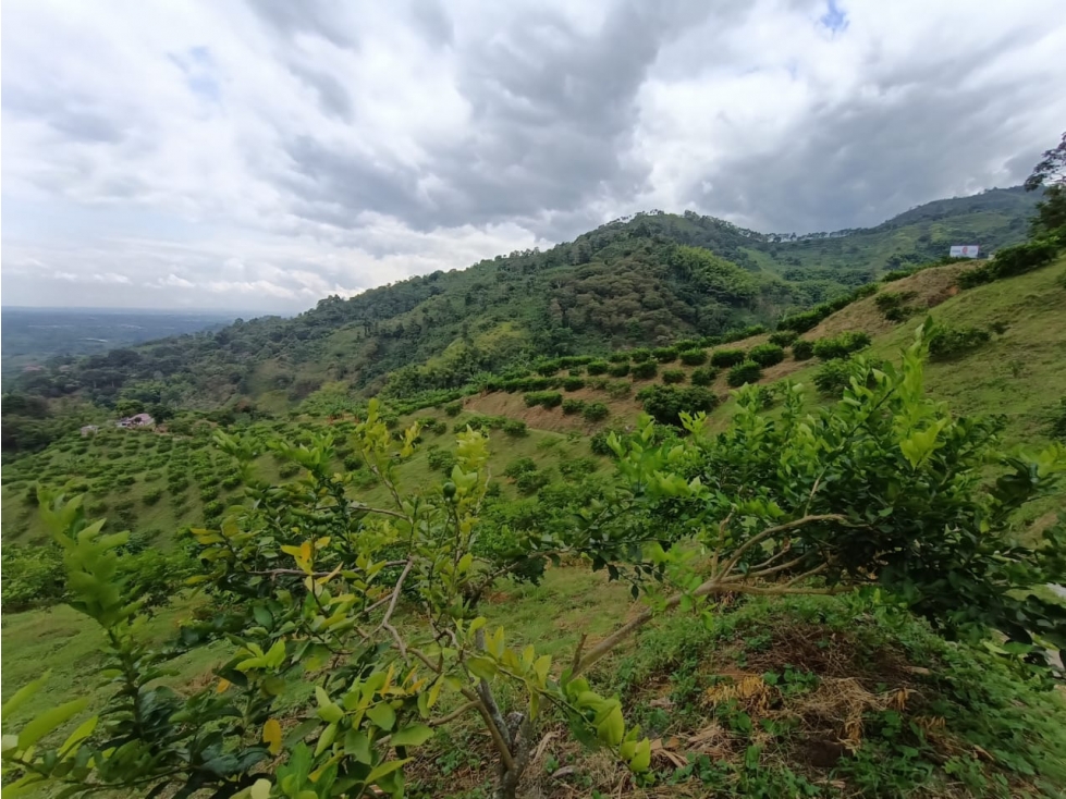 Se Vende Finca En Buenavista - Quindío