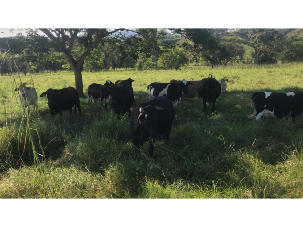 Se vende Finca Ganadera en  La Uribe Valle