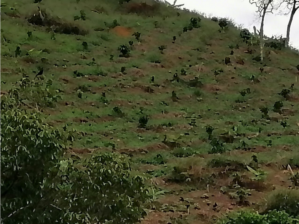 Se vende Finca Tuluá Valle