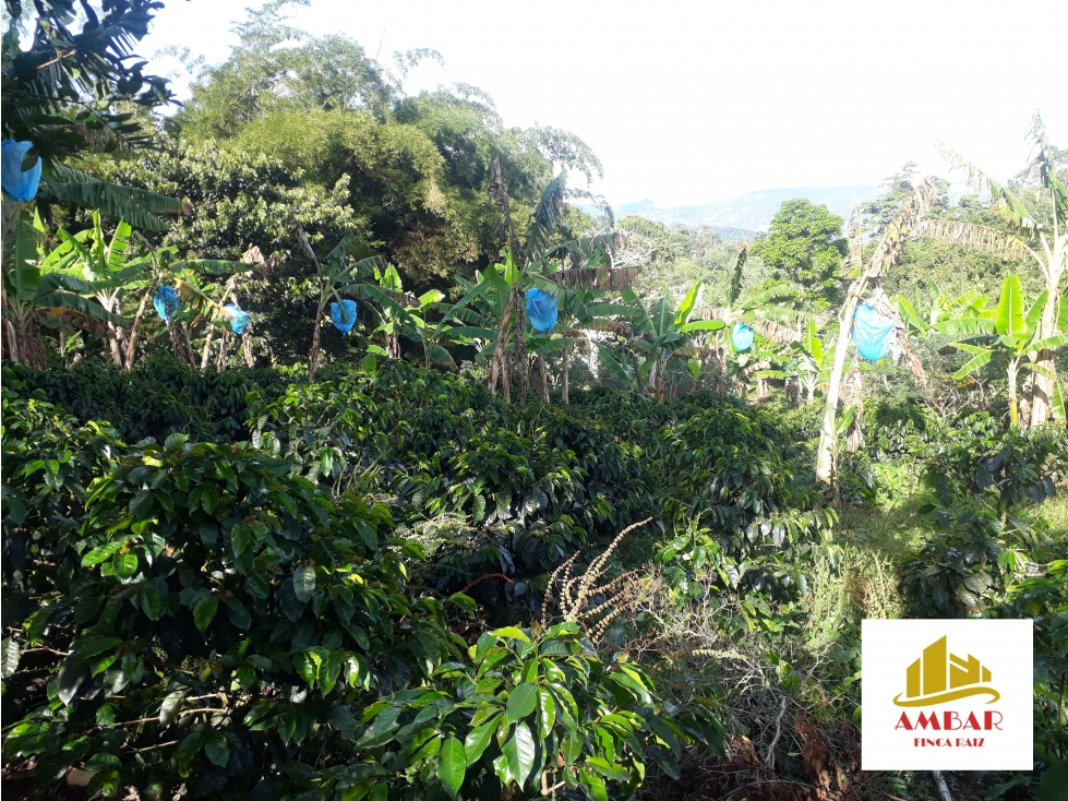 FINCA PRODUCTIVA