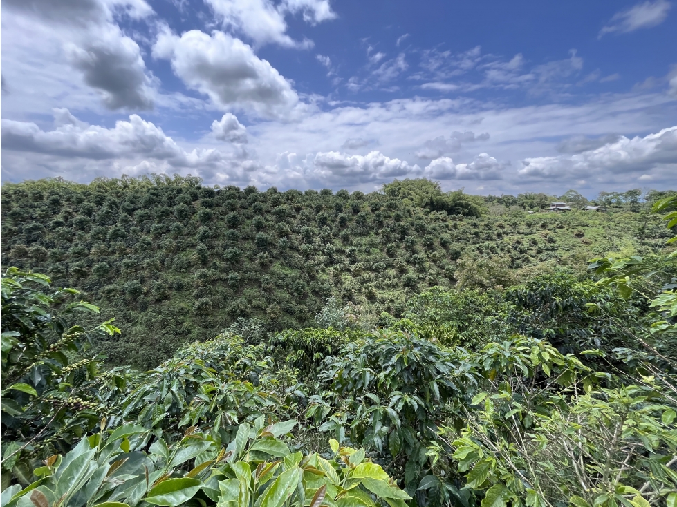 VENTA DE FINCA EN MONTENEGRO, QUINDIO, COLOMBIA