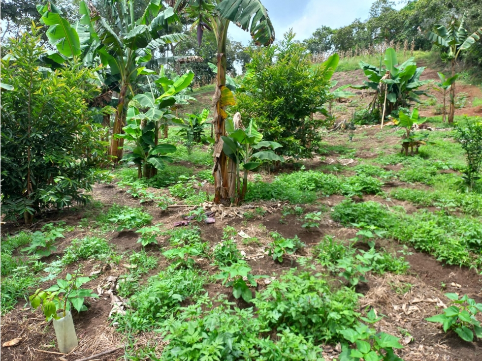 VENTA DE FINCA - RESTREPO VALLE