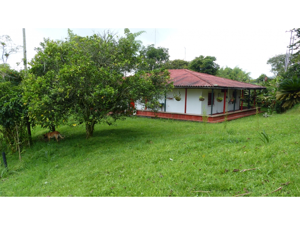 VENTA FINCA MUNICIPIO DE CIRCASIA QUINDIO