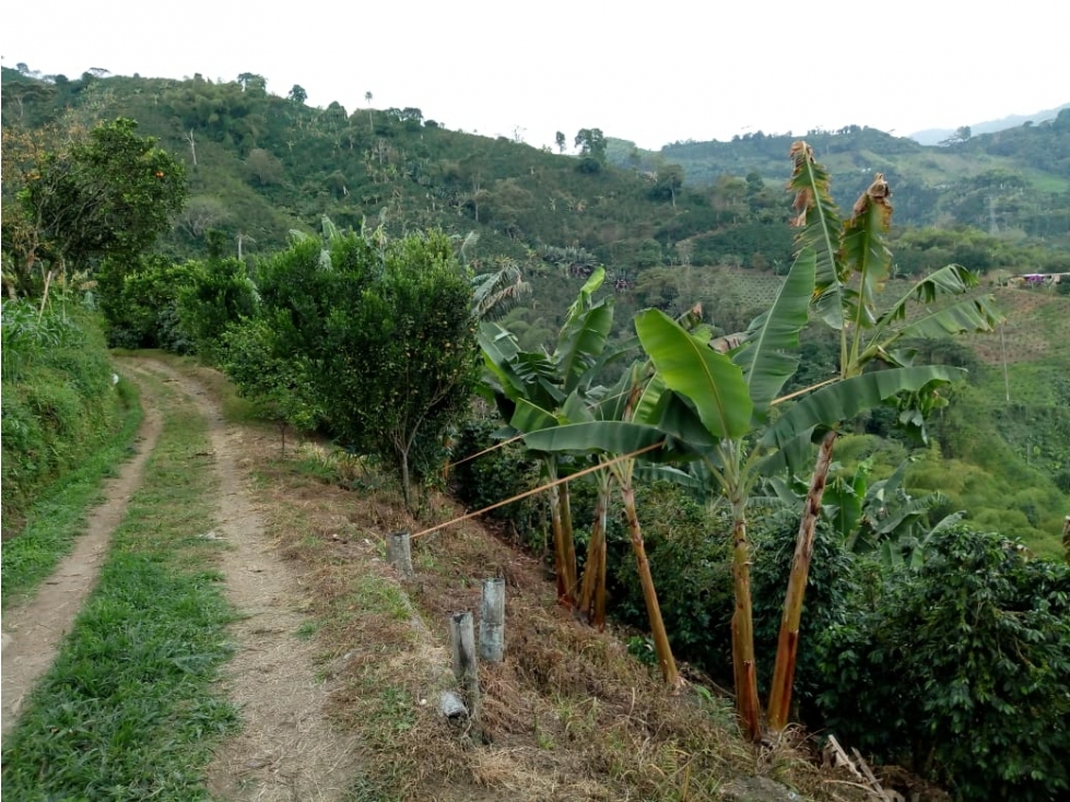 Vendo Finca Productiva Con Casa