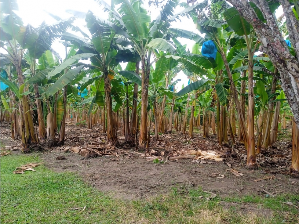 FINCA CAIMO-QUINDIO