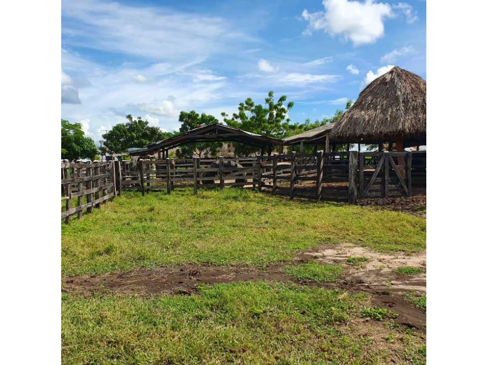 70 Hectareas Finca Ganadera - Agricola en Cascajal Sabanalarga Venta