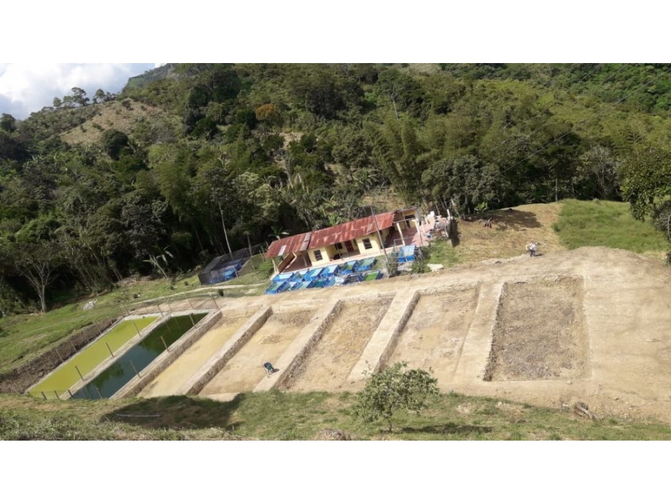 VENDO FINCA AGRÍCOLA SASAIMA