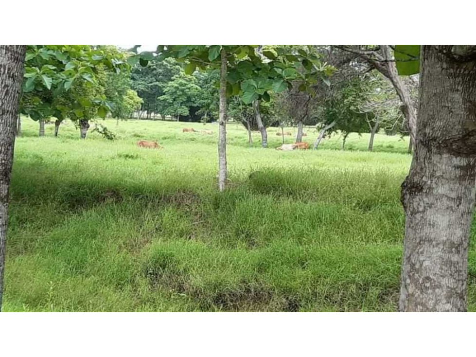 VENTA  DE FINCA EN PLANETA RICA CORDOBA