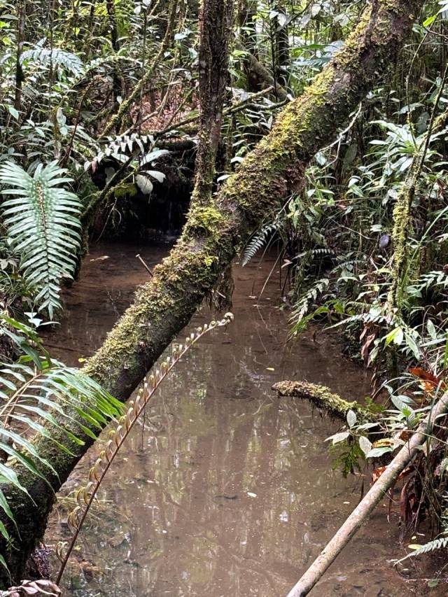 FINCA EN GUARNE DE 5 HECTAREAS